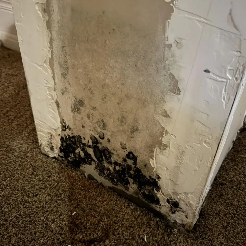 Professional Mold Removal in Central Valley, NY